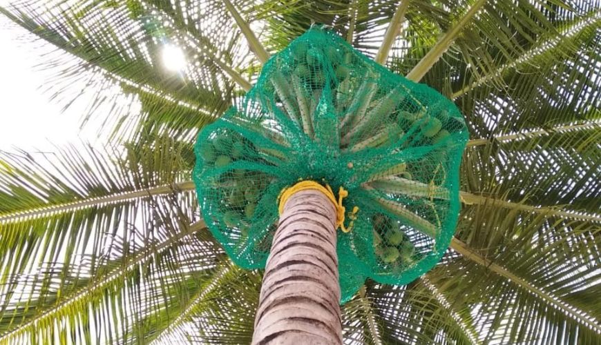 Coconut Tree Safety Nets